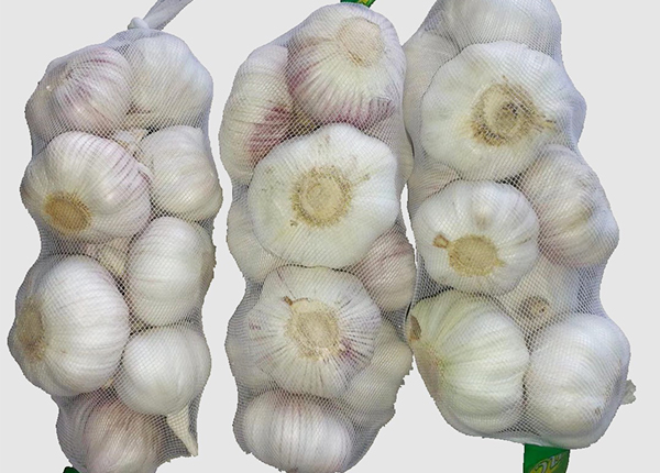 normal white garlic