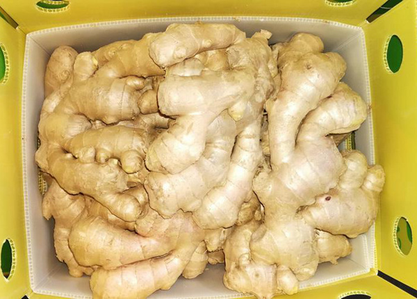 chinese new harvested young fresh ginger