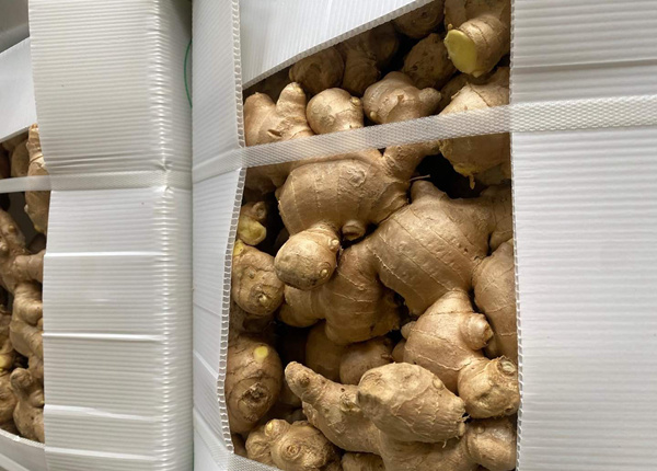 dried ginger price in china dry ginger and fresh ginger