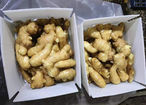 dried ginger price in china dry ginger and fresh ginger