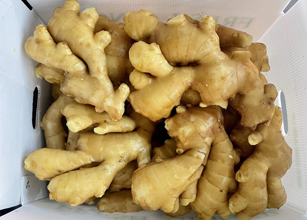 hot sales chinese fresh spicy mature ginger for european market