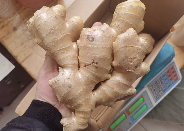 manufacturer supplier mature crop natural air dried quality hot sale organic fresh yellow ginger