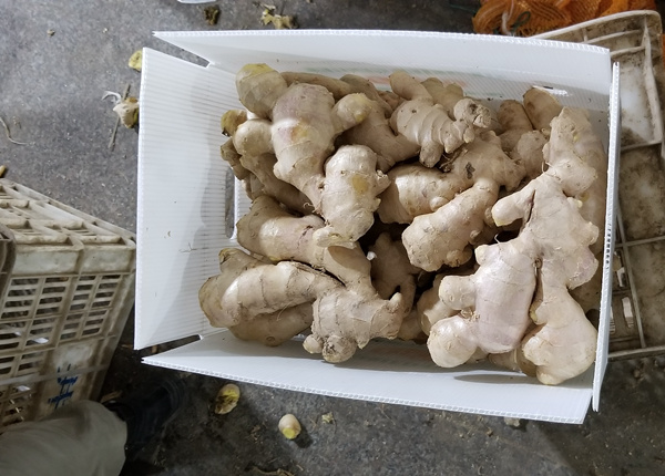 to europe from factory exporting new season fresh ginger