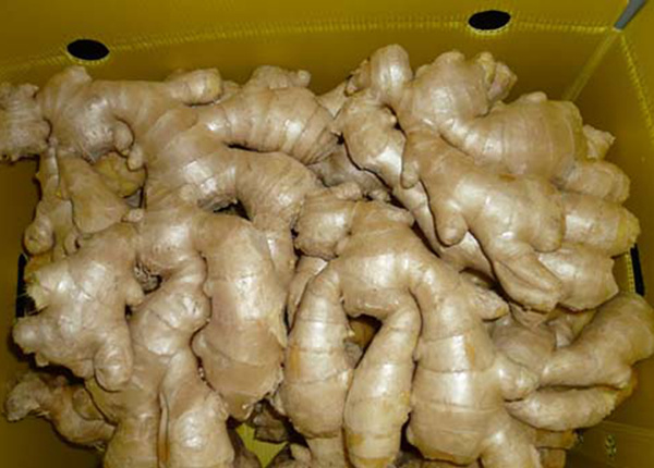 10kg carton air dried ginger