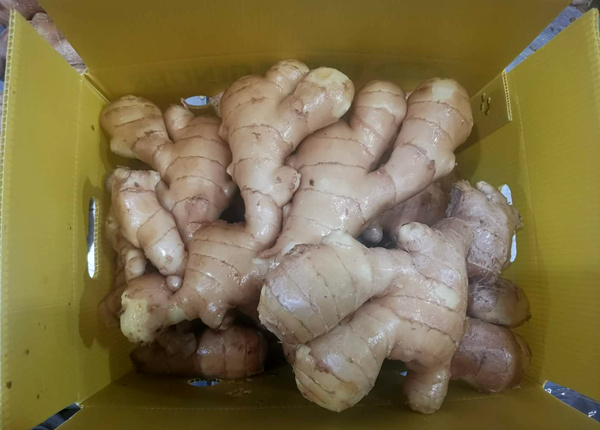 new crop ginger reservation frsh ginger air dried ginger 2023