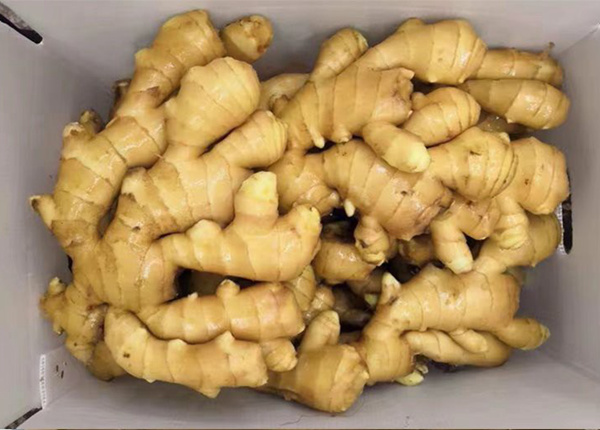 direct china air dried ginger wholesaler buyer