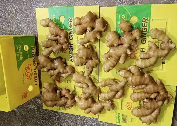 new crop ginger reservation frsh ginger air dried ginger 2023