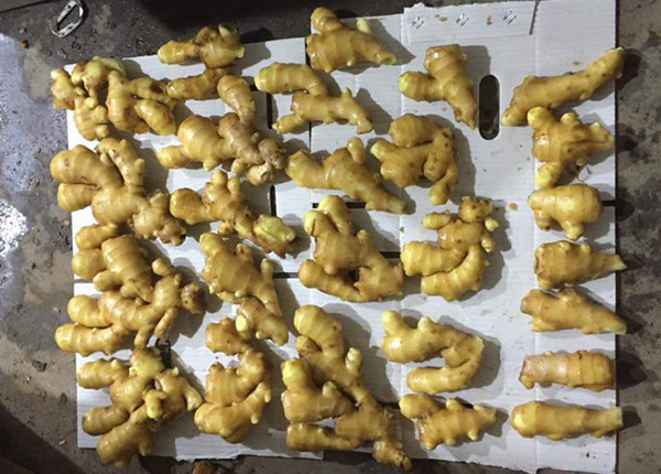 china leading ginger brand air dried ginger 200g up