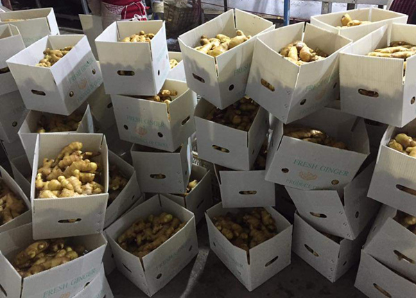 china leading ginger brand air dried ginger 200g up