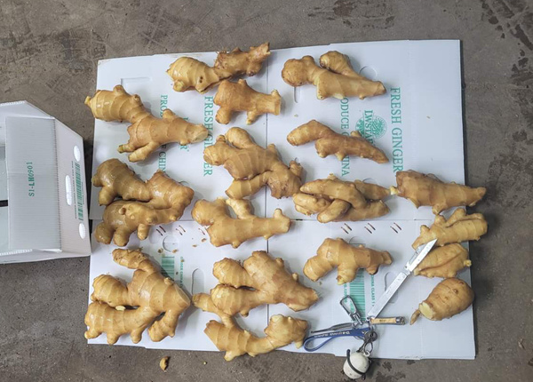 china new crop ginger air dried ginger 250g