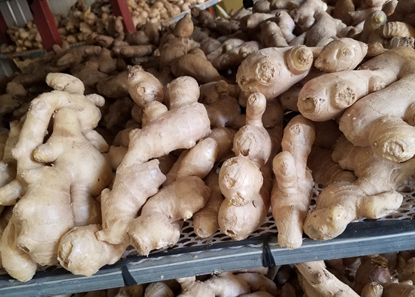 chinese air dried ginger supplie