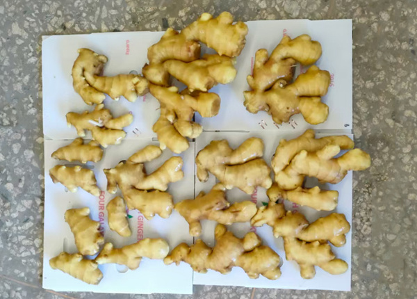 chinese air dried ginger supplie