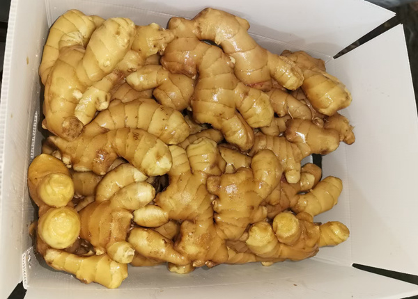 chinese fresh factory air dried ginger in euro quality standard