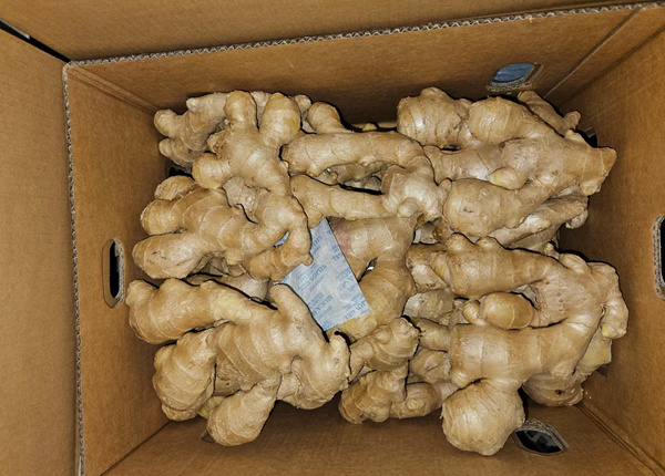 chinese fresh factory air dried ginger in euro quality standard