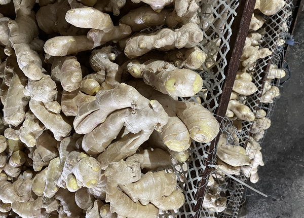 fresh ginger for exporting 150g up shandong origin