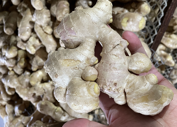 fresh ginger for exporting 150g up shandong origin