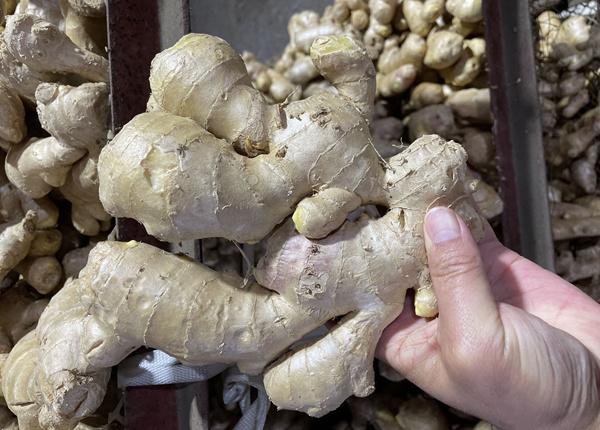 new crop fresh ginger wholesale prices
