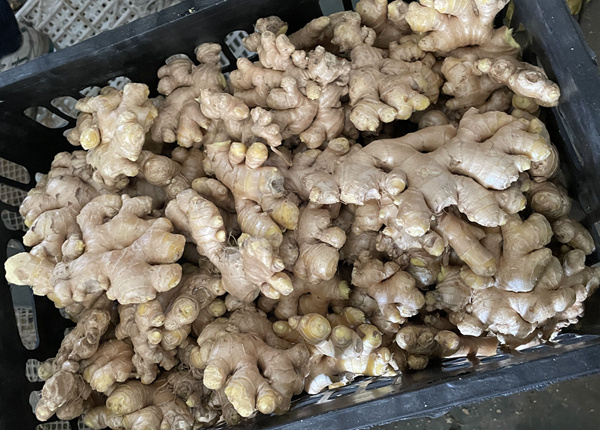 new crop fresh ginger wholesale prices