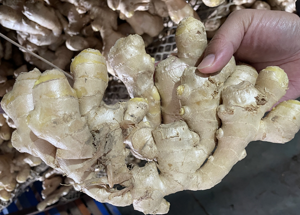 new crop fresh ginger wholesale prices