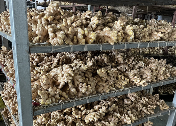 ginger factory supplier air dry ginger in pvc boxes