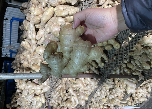 high quality fresh ginger market price per ton of wholesale ginger china ginger export