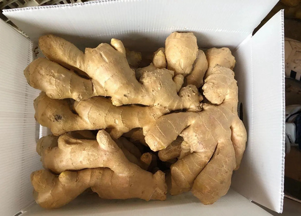 Chinese Mature Importer of Fresh Vegetables Air-Dried Ginger for EU Market