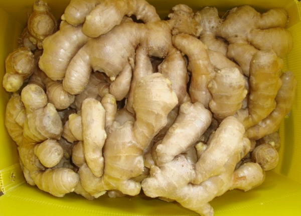 Chinese Mature Importer of Fresh Vegetables Air-Dried Ginger for EU Market