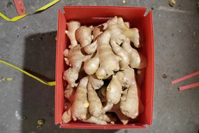 air dry fresh ginger in 5kg pvc box