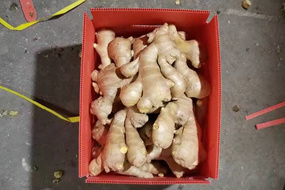 air dry fresh ginger in 5kg pvc box