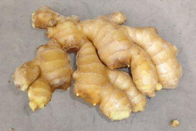 china fresh semi air dried ginger