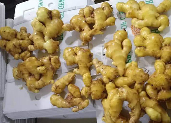 china fresh semi air dried ginger