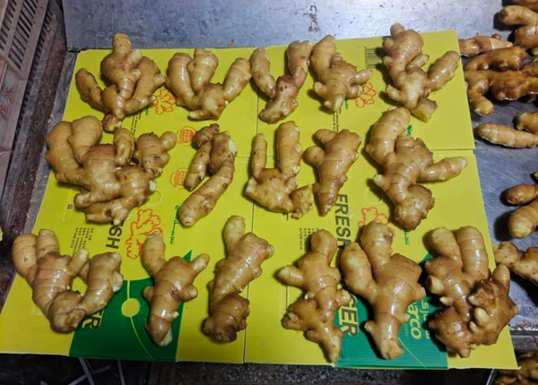 china fresh semi air dried ginger