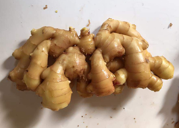 china fresh semi air dried ginger