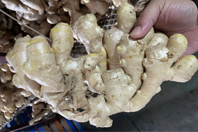 china new crop ginger air dried ginger 250g