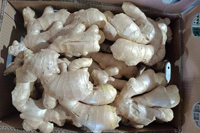 chinese fresh factory air dried ginger in euro quality standard