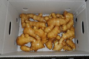 chinese fresh ginger sold directly from the factory