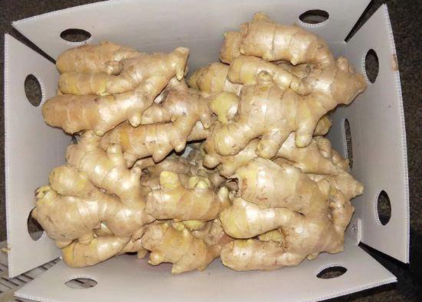 chinese fresh ginger sold directly from the factory