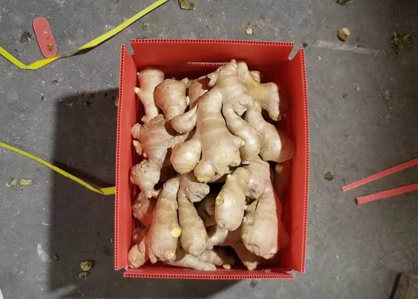 chinese fresh ginger sold directly from the factory