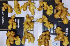 chinese new harvested young fresh ginger