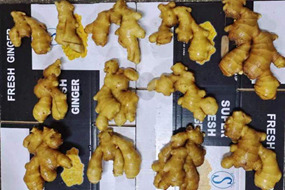 chinese new harvested young fresh ginger