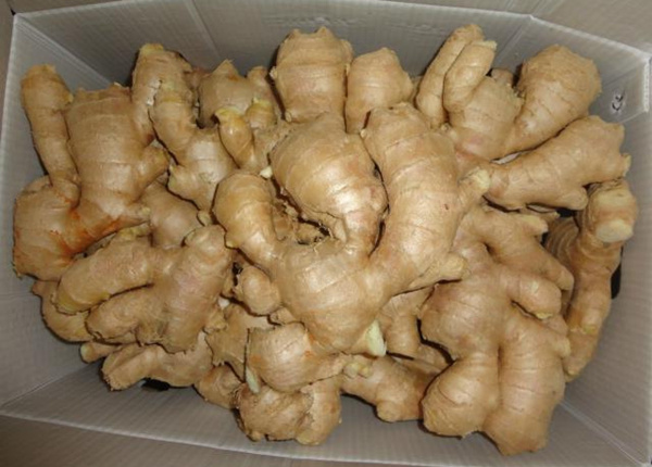 chinese shandong vegetabies new crop yellow air dried 250g bulk ginger