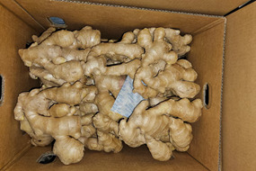 eu fresh ginger 13kg pvc box air dried fresh ginger for eu market