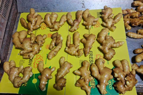 fresh ginger for exporting 150g up shandong origin