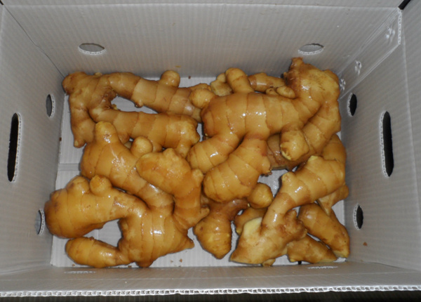 fresh ginger packing inside plastic carton