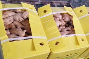ginger factory supplier air dry ginger in pvc boxes