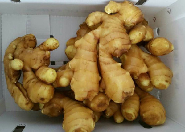 High quality dried fresh ginger market price per ton wholesale Ginger buyers