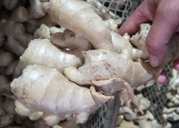 High quality dried fresh ginger market price per ton wholesale Ginger buyers