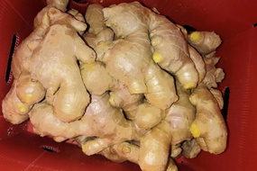 high quality fresh ginger market price per ton of wholesale ginger china ginger export