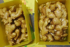 hot sales chinese fresh spicy mature ginger for european market