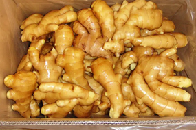 new crop fresh ginger wholesale prices